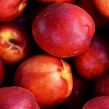 복숭아나무 묘목 천도복숭아나무 2년생, [ 천도복숭아나무 2년생 ]