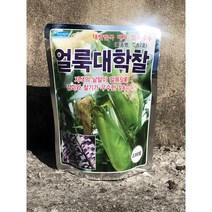 찰옥수수(대학찰얼룩이옥수수)2 000립