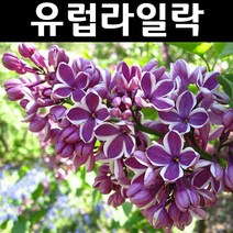 신품종 유럽라일락/센세이션 나무 묘목 접목2년 뿌리묘 1개/정원/공원/조경수
