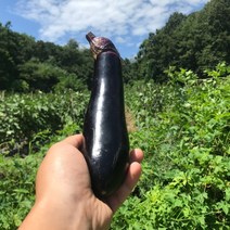 최상품 국내산 여주가지 금보라 못난이 싱싱한 생가지 햇가지 가지 특품 한박스 산지직송 400g 3kg 8kg, (1) 여주 가지(400g 3개/박스)