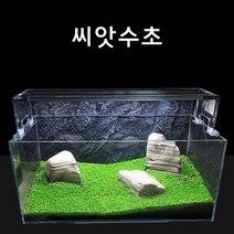 신바람 수초씨앗 씨앗수초 쿠바펄모양S 10g