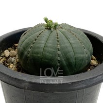 오베사(황옥)-유포르비아속/단단한구형/다육식물