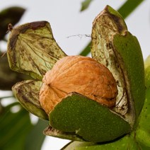 [충북농원] 185왜성 호두 묘목 2년생 접목묘, 접목/2년생/H1.2~H1.5