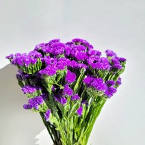 [코코 플라워] 스타티스 스타치스 생화택배 꽃배달싼곳 3가지색상 반단 한단, 진보라