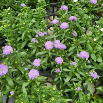 봄바람가든 아스타 보라 10cm포트 꼼꼼한포장 노지월동식물 다년초식물 야생화