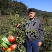 대추나무 묘목 접목 1년생 뿌리2년 (생산자) 사과대추 묘목 왕대추 묘목 복조 보은대추, 왕대추나무, 하묘