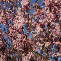 벚꽃나무 3종 모음 미니벚나무 후지팔방 엘레강스미유키 수양겹벚나무, 수양겹벚나무 분묘