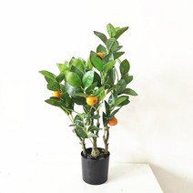 유주나무 낑깡나무 금귤 조화 귤나무 대형 특대형, 60cm(6과)