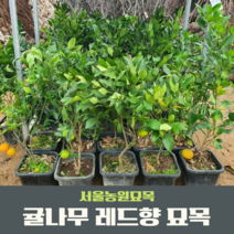 서울농원묘목/귤나무 레드향나무 묘목 신품종 결실주4년생 화분묘 상큼한과일, 1개