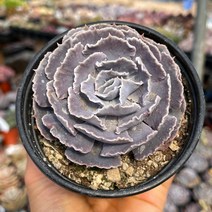 사비아나 다육식물 용인수다육, 1개