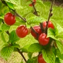 일심묘목농원 앵두나무 묘목 왕앵두 특묘 상묘 중묘, 왕앵두나무, 접목1년생 (하묘)