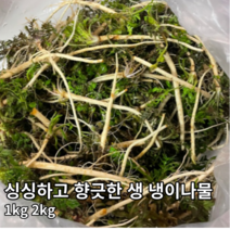 [국내산/국산] 향긋한 생냉이 1kg 당일채취 손질된 자연산 봄나물 노지 생 냉이 손질냉이 세척냉이 제철나물 나물 찌개용 무침용, 500g
