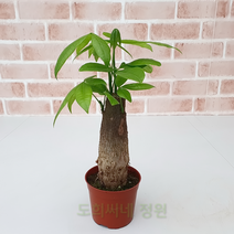 도희씨네 정원>> 일등 공기정화 식물 파키라 소형 079″ class=”wr-img”></a></div>
</div>
</div>
</div>
<div class=