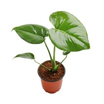 갑조네 공기정화식물 생화 화분 인테리어 식물 미세먼지제거 먼지정화, 몬스테라(소품), 1개