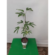 황칠나무/높이70센치