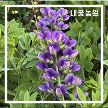 밥티시아(블루베리선데) 6치 화분