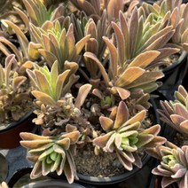 [올식스] 마이웨이 다육식물 다육이 키우기 공기정화식물 개업화분