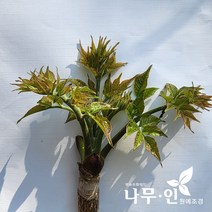 [나무인] 민참두릅(민두릅) 10그루