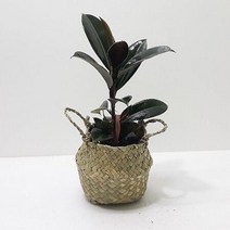 검은색깔 멜라니고무나무(소) 해초바구니, 미소코리아 본상품선택