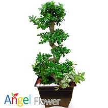 엔젤플라워 초특가 특대형화분 행운목 대박나무 당일꽃배달, A21 가지마루분재, 1개