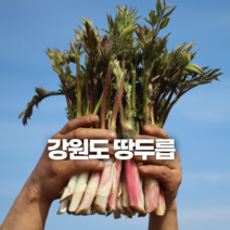 강원도 땅두릅 당일수확 산지직송 500g 1kg 두릅, 1개