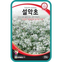 설악초 씨앗 20립, 1개