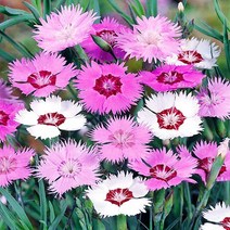 [모야모 꽃씨] 상록패랭이(Cottage Pinks) 혼합색 30립 씨앗