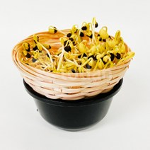콩나물 키우기 기르기 키트 diy 콩나물콩 관찰일지 세트