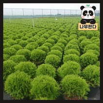 둥근측백/데니카 나무 묘목 P9 포트 1개/정원/공원/조경수