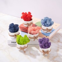 실내 식물 키우기 선물 미니 원형 화분 스칸디아모스, 퍼시픽그린