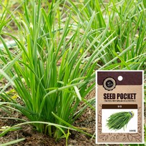 부추 씨앗 (1000립), 단품