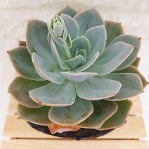 백봉 중품 키우기 쉬운 거실 실내 다육 랜덤발송 분별도150, 단품