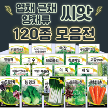 채소씨앗 / 공심채 루꼴라 케일 고수 깻잎 브로콜리 청경채 시금치 치커리 쑥갓 종자, 79. 그린볼양상추 2g