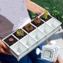 다육이화분 리톱스 아악무 듀가르손 만손초 트리옵스 다육이알뜰장터 10개틀, 4번