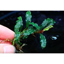 [네츄럴 플랜츠] 부세파란드라 랜덤 소형종 5촉 키우기 쉬운 음성 활착 수초
