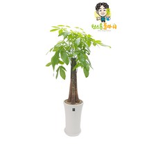 파키라 관엽 돈나무 개업 축하 승진 공기정화 실내인테리어 관엽화분, 관엽 - 파키라(실속형), 지방 구 단위 지역(배송비 1만원 추가)