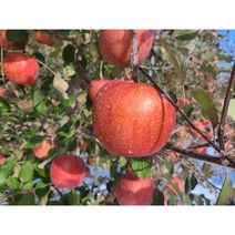 경북 청송사과 산지직송 아삭한 꿀사과 가정용 선물용 5kg 10kg, 1box, 10kg(선물용 중과)