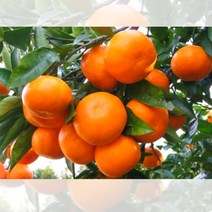 귤 나무 하례조생 묘목 접목 2년 1개 화분 포트