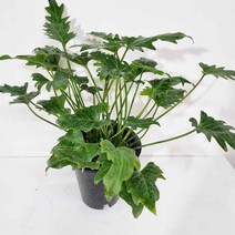 제나두셀렘 중품 집에서키우기쉬운식 _ 11111EA, 그린 본상품선택