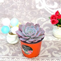 다육e닷컴 라우렌시스