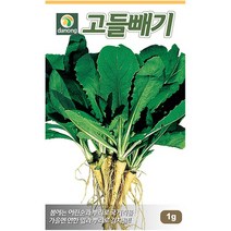 곤드레 100립 - 씨 씨앗 곤드레씨앗 곤드레씨 나물씨 나물씨앗 민속채소 채소씨 채소씨앗 고려엉겅퀴, 02_다농_고들빼기(1g)