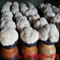 무농약 노루궁뎅이 버섯키우기 2개 친환경 버섯 배지 가정 유치원 어린이집 키트 체험