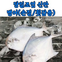 당일조업 신안 손질 병어 병어회 소 중 대, 손질병어_소_1마리