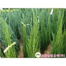 블루애로우 주니프러스 측백나무 정원수 관상수 상록수 서울농원묘목 4치/120L포트, 블루애로우 120L포트묘(대)