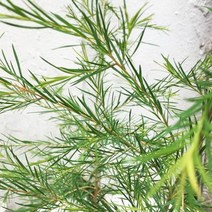 에센셜오일 - 티트리 Tea Tree, 30ml