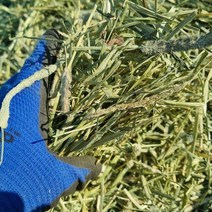 인생 건초 토끼 기니피그 먹이 한번 손질 티모시 500g, 한번 손질 티모시 500gx3개