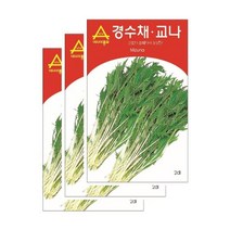 채소씨앗 - 경수채 교나(2000립x3) S2408