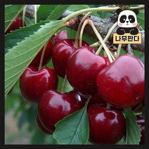 (나무판다) 체리나무 묘목 시리즈, 13. 라핀 R4(분), 1개