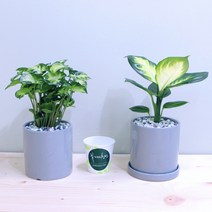 꽃피우는청년 새집증후군 제거 실내공기정화식물 2종 세트 (마리안느 싱고니움), 유광 원형 그레이