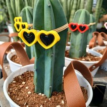 용신목 키10cm 선인장 끈화분용신목, 1개